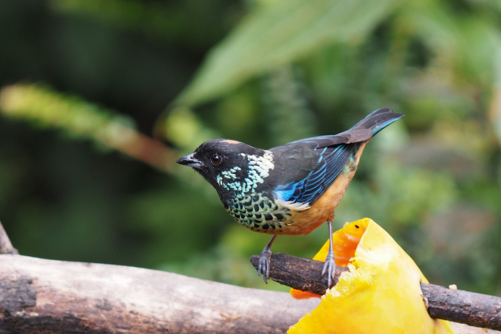 image Spangle-cheeked Tanager